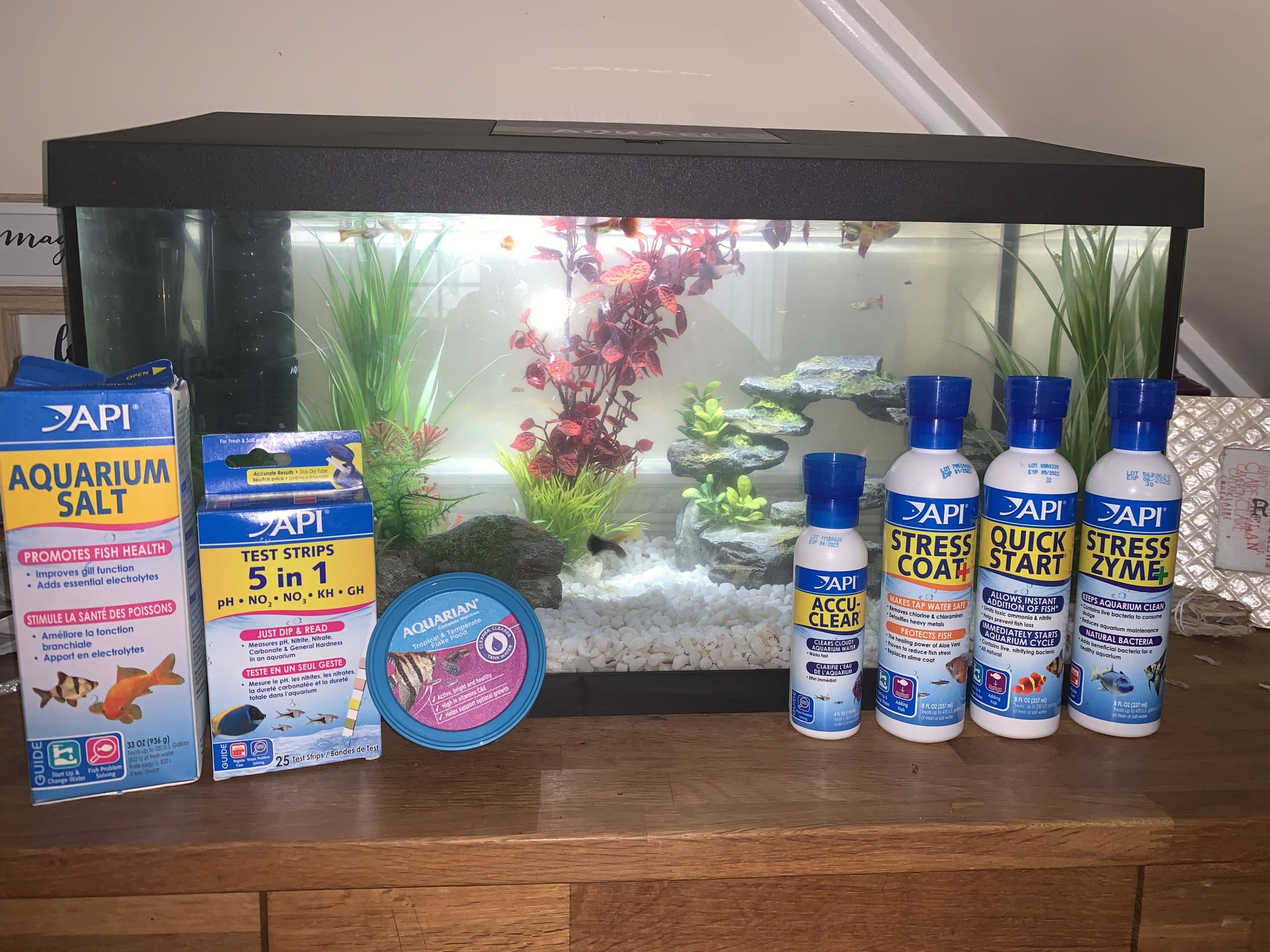 A Beginners Guide To How To Set Up A Tropical Fish Tank